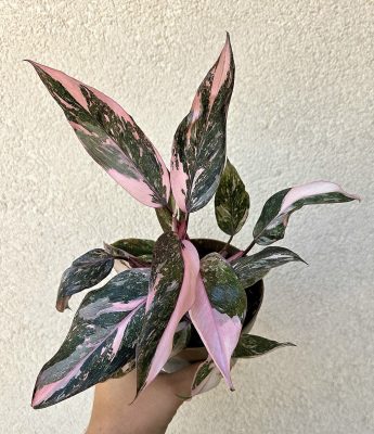 Philodendron Pink Princess 10 cm