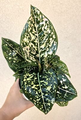 Aglaonema Toms Pride 10 cm