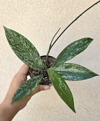 Hoya Pubicalyx 'Reva' - Viaszvirág 8cm