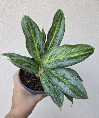 Aglaonema 'Emerald Stone' 12 cm