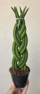 Sansevieria cylindrica 'Braid' 8.5 cm