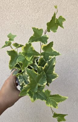 Hedera helix 'Goldchild' - Borostyán 9 cm