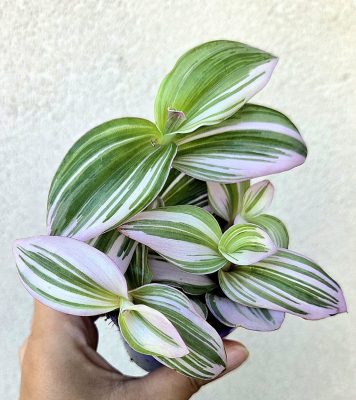 Tradescantia Nanouk - Pletyka 7 cm