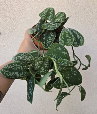 Scindapsus Argyraeus - Ezüstös szobafutóka 12 cm