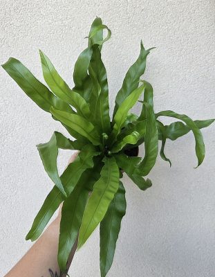 Asplenium Antiquum 12 cm