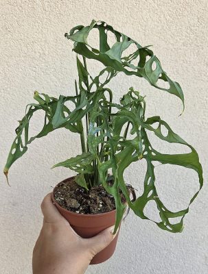 Monstera obliqua Peru 12 cm