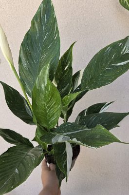 Spathiphyllum 'Diamond' 14 cm