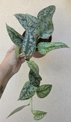Scindapsus pictus 'Silver Lady' 12 cm