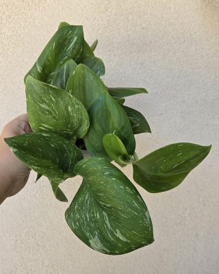 Scindapsus 'Rubicon' 12 cm