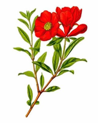 Mama drog Hibiszkuszvirág 50 g