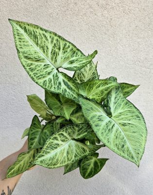 Syngonium Arrow - Nyíllevél 12 cm