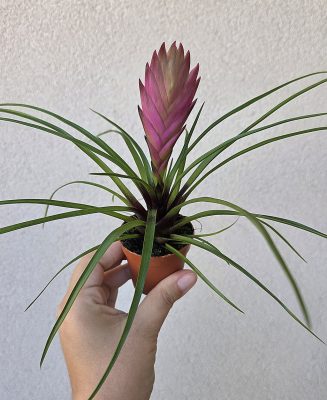 Tillandsia cyanea - Bíborkék szakállbromélia 5.5 cm