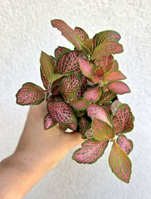Fittonia 'Pink Star' - Hálóslevél 8.5 cm