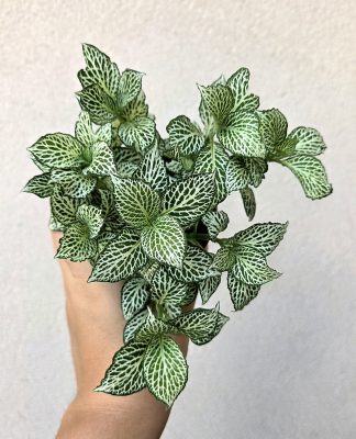Fittonia 'Mosaic Shadow' - Hálóslevél 8.5 cm