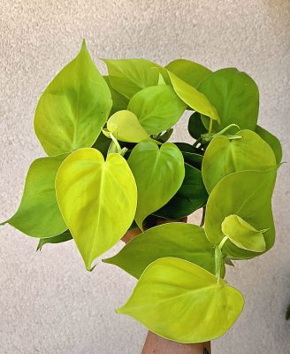 Philodendron hederaceum 'Lemon Lime' 12 cm