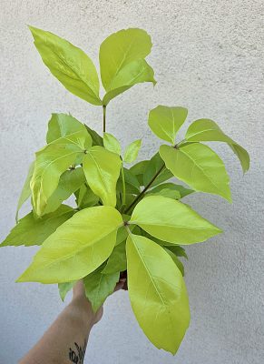 Schefflera amate 'Golden' 12 cm