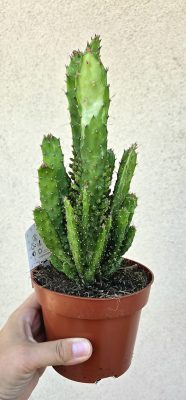 Opuntia monacantha 'Variegata' 12 cm