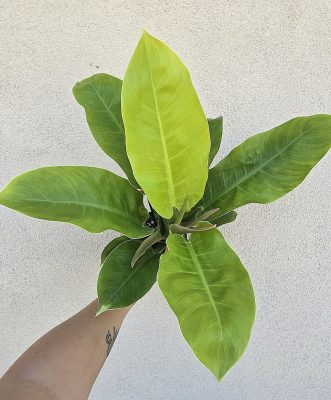 Philodendron Moonlight 12 cm