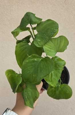 Philodendron cordatum 'Fibraecataphyllum' 12 cm