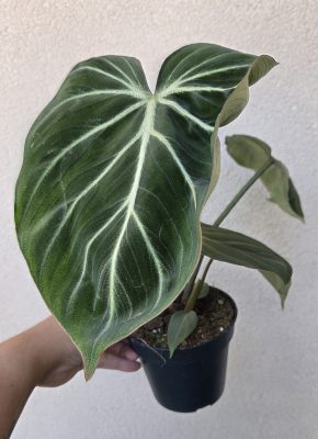 Philodendron gloriosum 'Zebra' 12 cm
