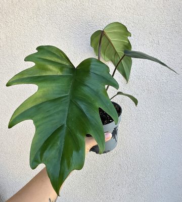 Philodendron Mayoi 12 cm