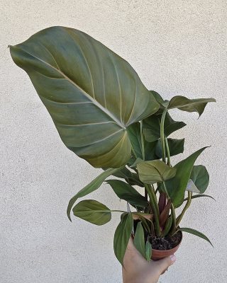 Philodendron Summer Glory 12 cm