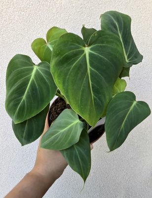 Philodendron Gloriosum 12 cm