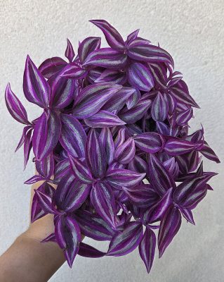 Tradescantia Pink Paradise 12 cm
