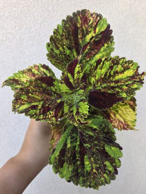Coleus blumei - Díszcsalán 5.5 cm
