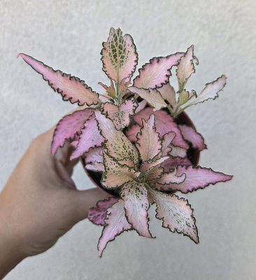 Fittonia 'Zalm Star' - Hálóslevél 8.5 cm
