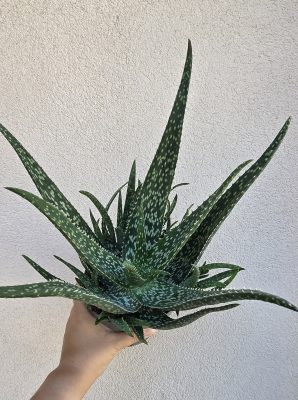 Aloe Vera 14 cm
