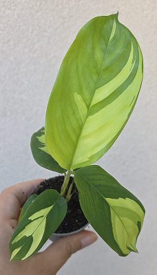 Ctenanthe Golden Mosaic 6 cm