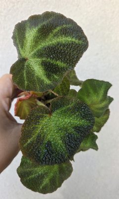 Begonia Soli-Mutata 6 cm