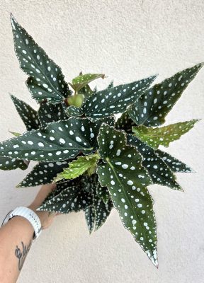 Begonia Maculata - Pöttyös begónia 12 cm