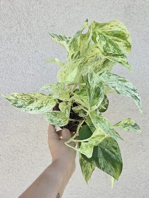 Epipremnum Snow Leopard - Szobai futóka 12 cm