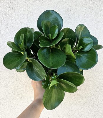 Peperomia obtusifolia - Törpebors 15 cm