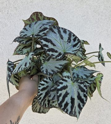 Begonia Silver Jewel 15 cm
