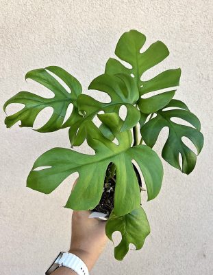 Monstera deliciosa Little Sister 12 cm