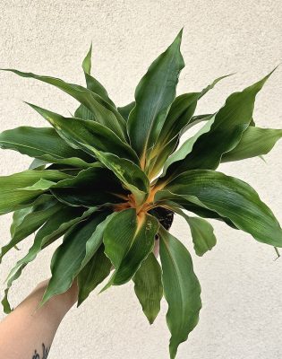 Chlorophytum orchidastrum ‘Fire Flash' - Narancsvulkán 12 cm