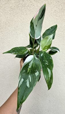 Philodendron White Princess 12 cm