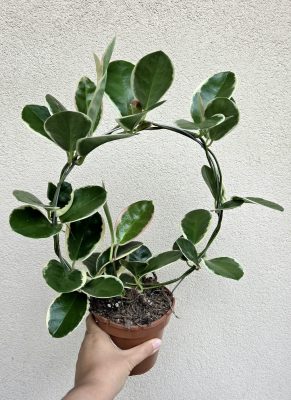 Hoya australis Blondie - Viaszvirág 12 cm