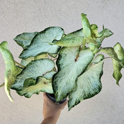 Caladium White Wonder 12 cm 