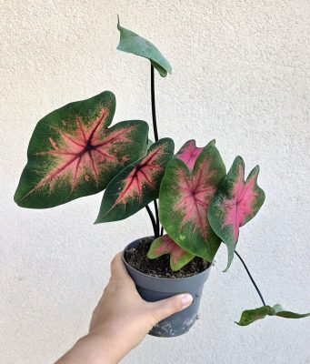 MENTS MEG! Caladium Postman Joyner 13 cm
