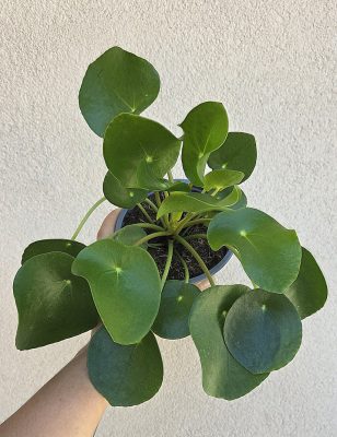 Pilea peperomioides - Pénzlevelű Pilea 13 cm
