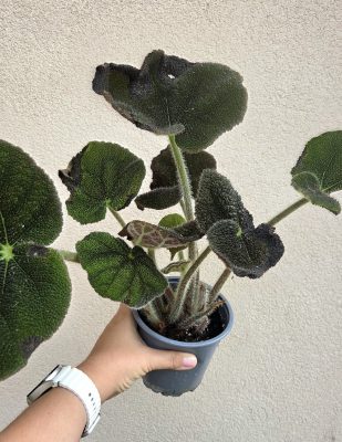 MENTS MEG! Begonia masoniana River 13 cm