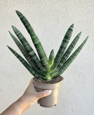 Sansevieria cylindrica 'Handshake' - Hengeres anyósnyelv 12 cm