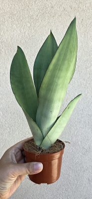 Sansevieria Moonshine - Anyósnyelv 9 cm