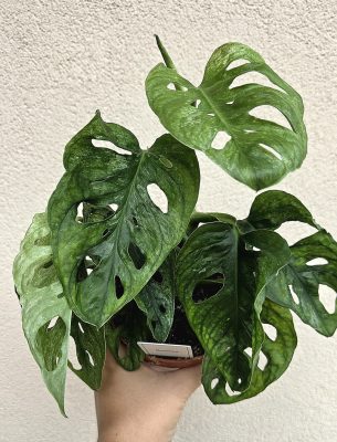 Monstera adansonii Mint - Monkey Leaf 12 cm