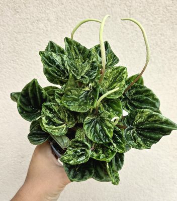 Peperomia caperata 'Buenos Aires' variegata - Tarka törpebors 12 cm