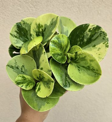 Peperomia Golden Gate - Tarka törpebors 12 cm